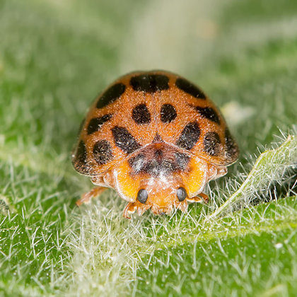 Twenty-Eight Spot Ladybird (Epilachna vigintioctopunctata)